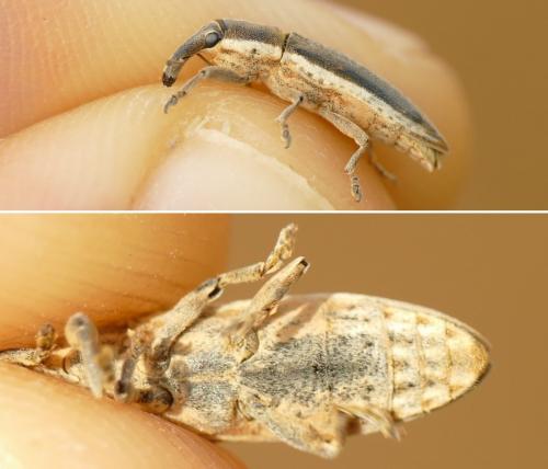 Lixus juncii